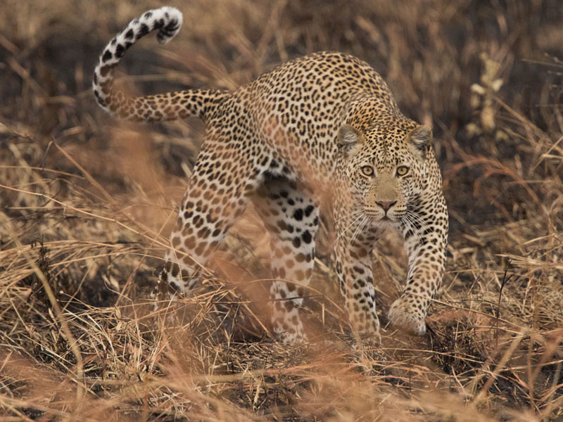 Ruaha National Park