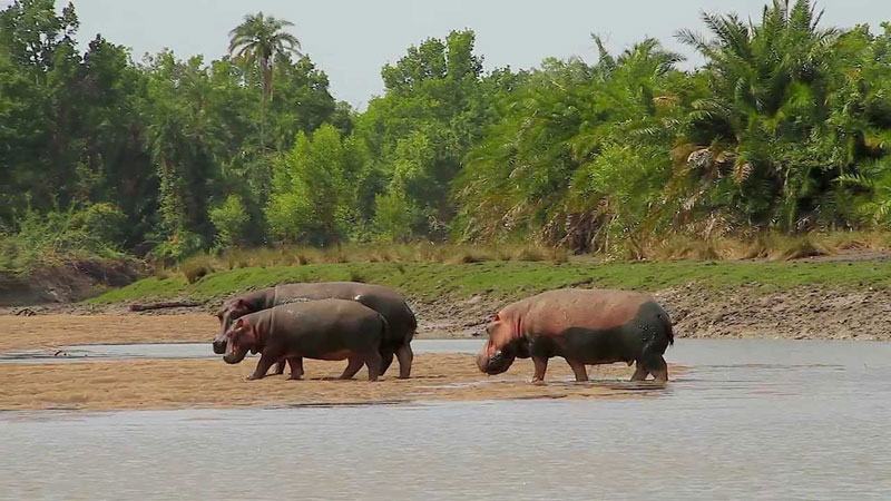 Hippo Tours - Saadani