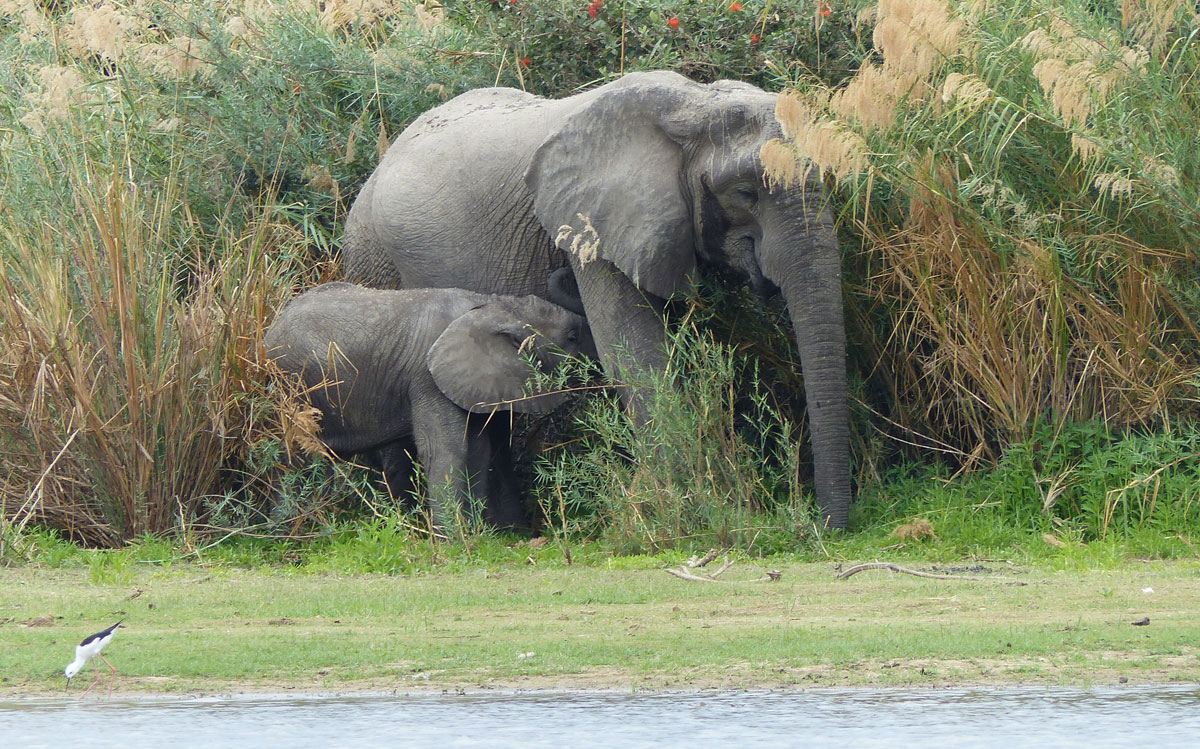 Hippo Tours - Saadani